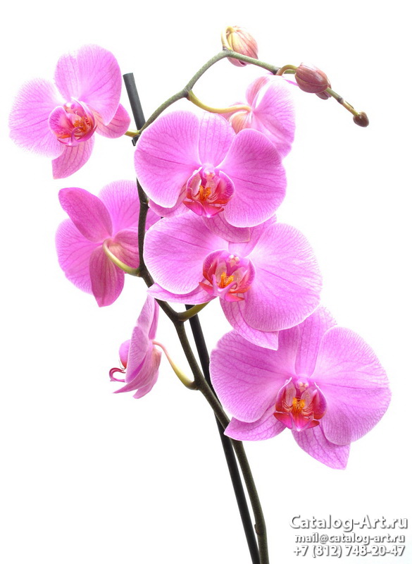 картинки для фотопечати на потолках, идеи, фото, образцы - Потолки с фотопечатью - Розовые орхидеи 28